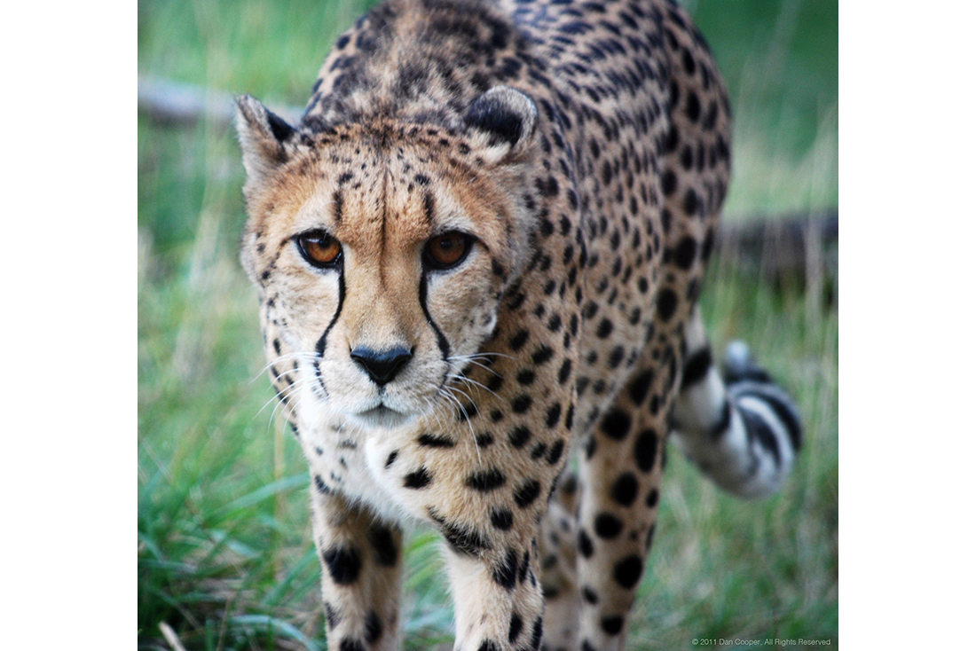 Cheetah Stare